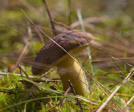Bay bolete Imleria badia growing in green moss in the forest