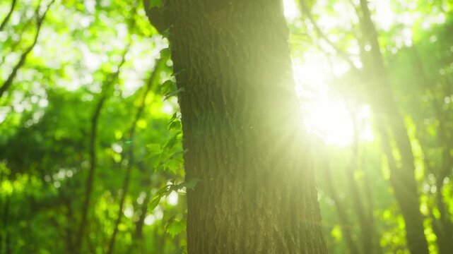 Sunlight creating halo behind forest tree trunk