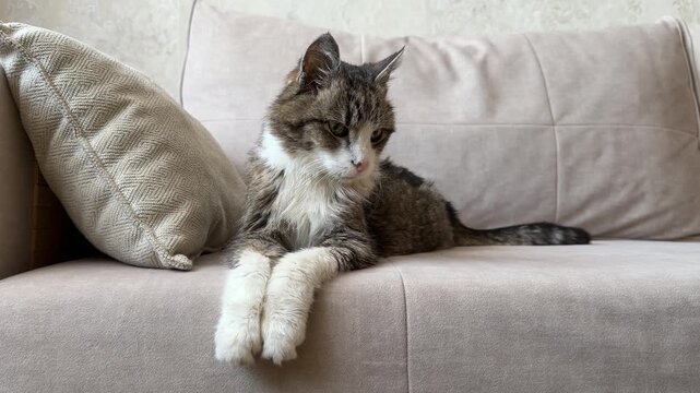 Calm senior tabby cat resting on a beige sofa, looking down.   Cat exhibits a calm demeanor in a bright, minimalist home interior, perfect for themes of pet care and domestic lifestyle