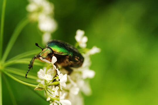 Macro shot of a metallic green rose chafer beetle (Cetonia aurata) on white wildflower umbels