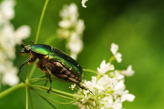 Macro shot of a metallic green rose chafer beetle (Cetonia aurata) on white wildflower umbels