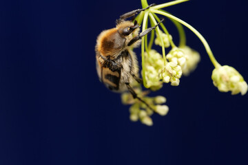 Fototapeta premium Macro shot of a bee beetle (Trichius fasciatus) on white wildflowers against a blue background
