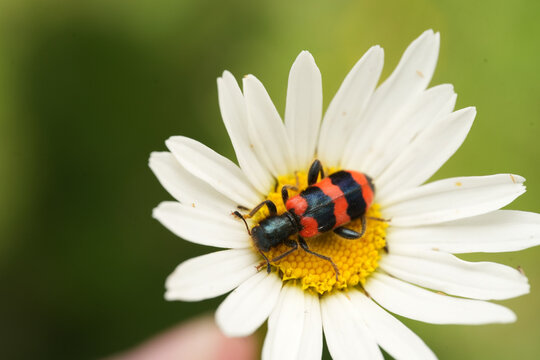 Macro shot of a checkered beetle (Trichodes apiarius) feeding on the pollen of a white daisy wildflower