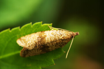 Fototapeta premium Macro shot of a small brown moth resting on a vibrant green leaf