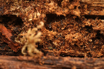 Fototapeta premium Macro shot of a colony of black ants crawling through the intricate tunnels and chambers of a decaying log