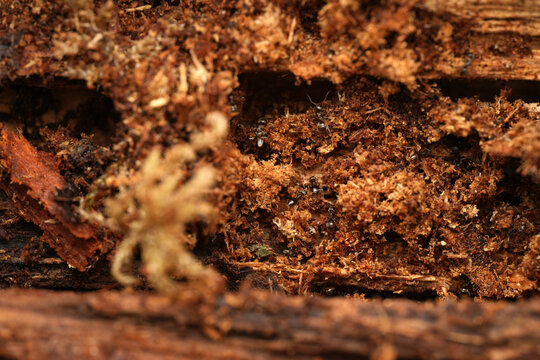 Macro shot of a colony of black ants crawling through the intricate tunnels and chambers of a decaying log