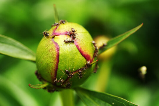 Macro shot of black ants crawling over a green peony bud