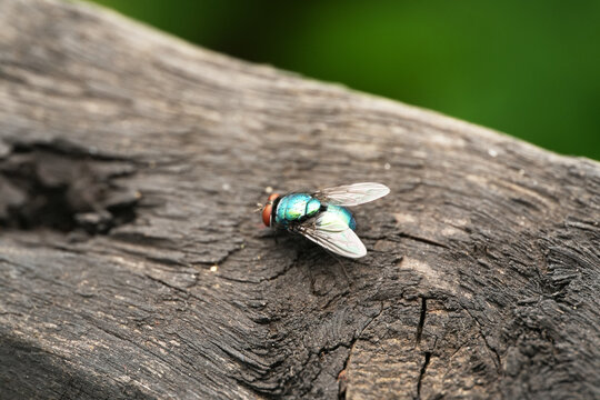 Macro shot of a common green bottle fly (Lucilia sericata) resting on a weathered wooden surface