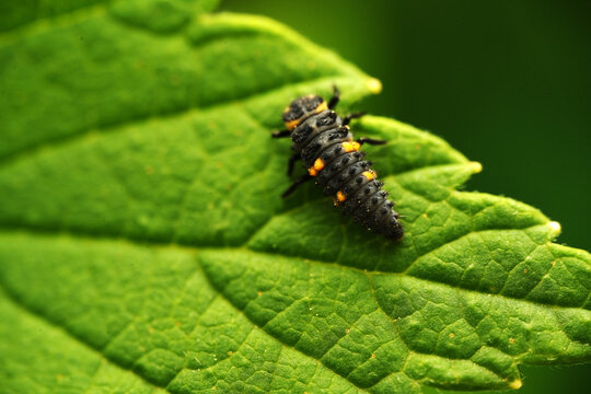 Macro shot of a ladybug larva (Coccinellidae) crawling across the surface of a textured green leaf