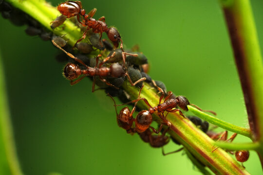 Macro shot of red ants (Myrmica) farming a colony of aphids on a green plant stem
