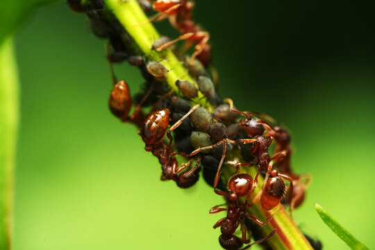 Macro shot of red ants (Myrmica) farming a colony of aphids on a green plant stem