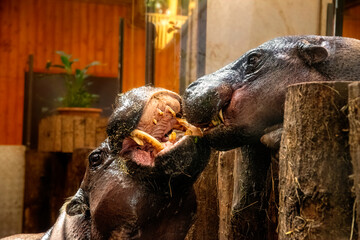 Naklejka premium Playing pygmy hippos couple in the zoo