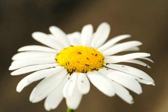 Macro shot of a swarm of thrips (Thysanoptera) crawling over the yellow center of a daisy