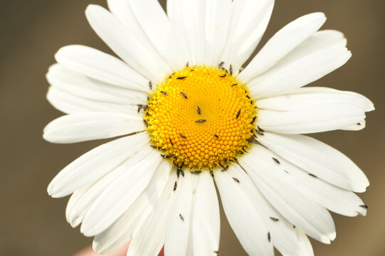 Macro shot of a swarm of thrips (Thysanoptera) crawling over the yellow center of a daisy
