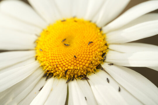 Macro shot of a swarm of thrips (Thysanoptera) crawling over the yellow center of a daisy