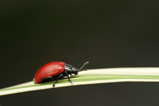 Macro shot of a poplar leaf beetle (Chrysomela populi) resting on a variegated green and white leaf
