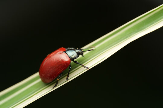 Macro shot of a poplar leaf beetle (Chrysomela populi) resting on a variegated green and white leaf