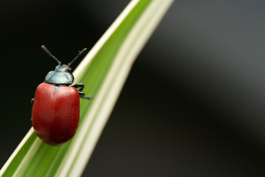 Macro shot of a poplar leaf beetle (Chrysomela populi) resting on a variegated green and white leaf