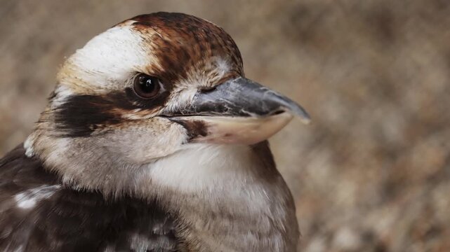 Laughing Kookaburra blinking portrait closeup panting in heat of Australia or Australia, close up slow motion. wild birds, wildlife of Africa. Animal diversity, zoo in Belgrade. Ornitology, kingfisher