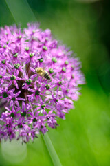 Fototapeta premium A close-up view of a bee collecting pollen from a vibrant purple flower. The green background provides a soft bokeh effect.