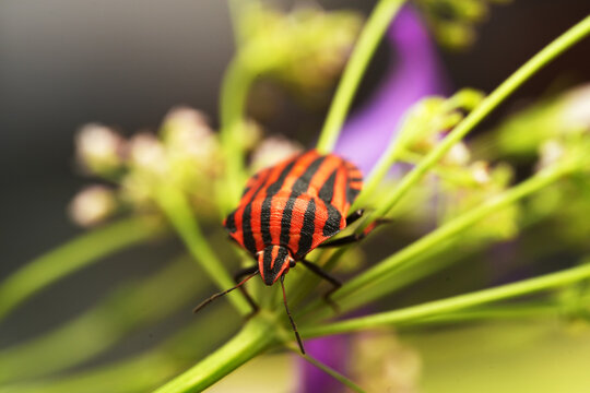 Macro shot of a striped shield bug (Graphosoma italicum) resting on a green plant stem