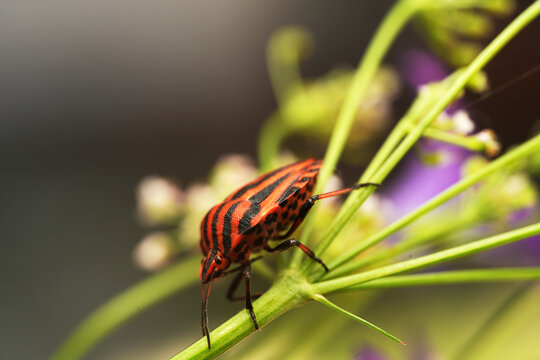 Macro shot of a striped shield bug (Graphosoma italicum) resting on a green plant stem