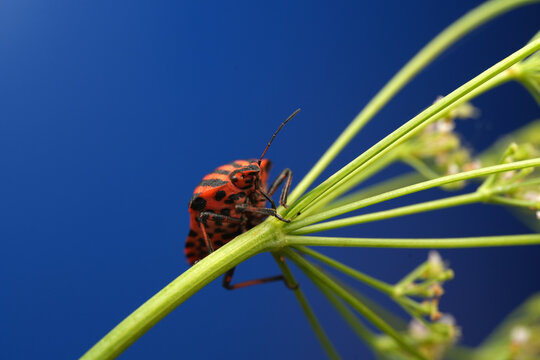 Macro shot of a striped shield bug (Graphosoma italicum) resting on a green plant stem