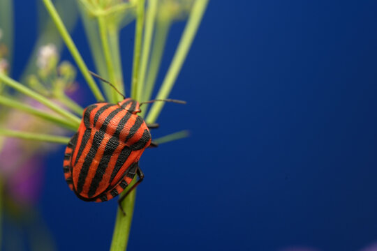 Macro shot of a striped shield bug (Graphosoma italicum) resting on a green plant stem