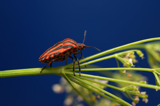 Macro shot of a striped shield bug (Graphosoma italicum) resting on a green plant stem