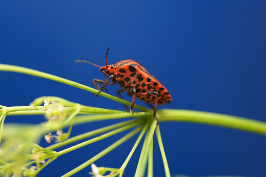 Macro shot of a striped shield bug (Graphosoma italicum) resting on a green plant stem