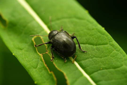 Macro shot of a black leaf beetle (Chrysomelidae) resting on a vibrant green leaf showing signs of insect damage