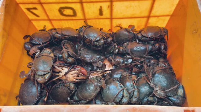 fresh live crabs tied with rope in orange crate seafood market catch ready for sale india