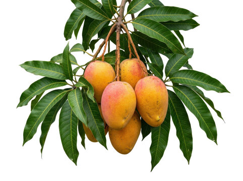Ripe mangoes hang from a lush green tree branch against a white background