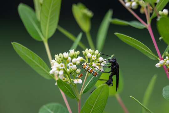An Ailanthus webworm moth and a Great Black wasp forage side-by-side on the small white flowers of a Spreading Dogbane plant