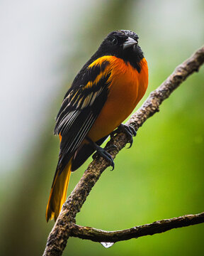 Baltimore oriole (Icterus galbula)