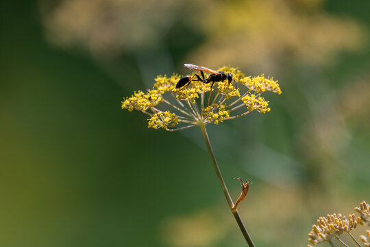 A side profile of a solitary potter wasp nectaring on the bright yellow umbrella-shaped flowers of a fennel plant