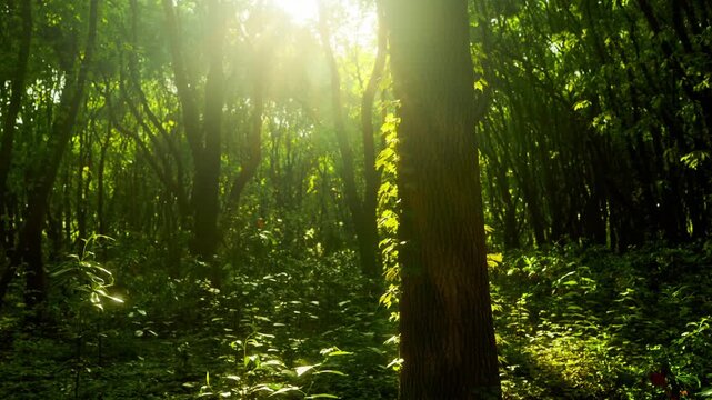 Sunbeams Streaming Through Forest Trees