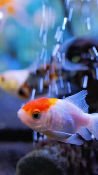 Playful redcap oranda navigating bubbles, rubycapped goldfish moves under vertical aeration with bright orange head and pearly body, energetic yet peaceful ornamental aquarium scene