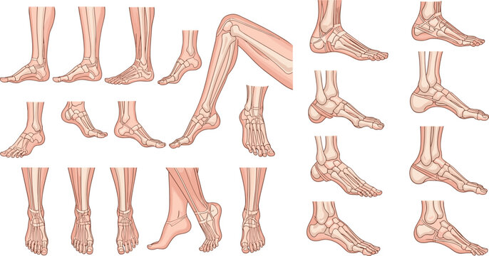 Illustration of Human Foot and Ankle Anatomy in Various Poses and Angles for Medical and Educational Use