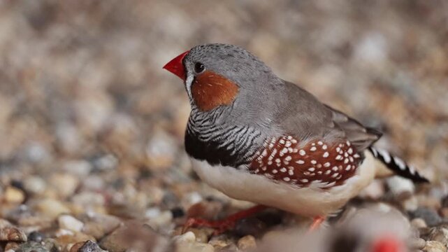 Close up shot of cute little zebra finch or chestnut-eared finch, taeniopygia guttata spotted perching on ground and wondering around it surrounding environments, drop guanoe and fly away. Ornitology