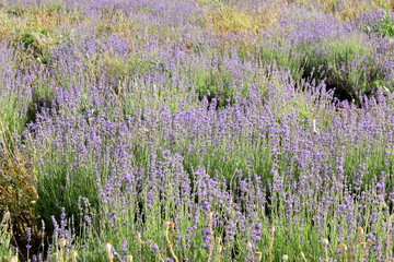 Fototapeta premium A beautiful summer landscape from part of a field of blooming lavender