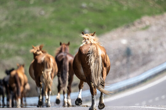 Beautiful horses in spring meadows in the snowy mountains of Kyrgyzstan