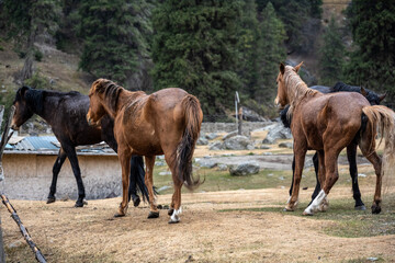 Obraz premium Beautiful horses in spring meadows in the snowy mountains of Kyrgyzstan