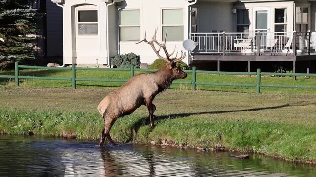 Bull elk emerging from water and bugling during rut in Colorado. Wildlife footage capturing the powerful mating call and natural behavior of the animal.