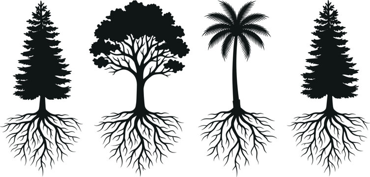 Tree silhouettes with roots set showing forest pine palm and oak trees black nature vector illustration collection