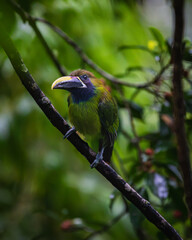 Naklejka premium Northern emerald toucanet (Aulacorhynchus prasinus)