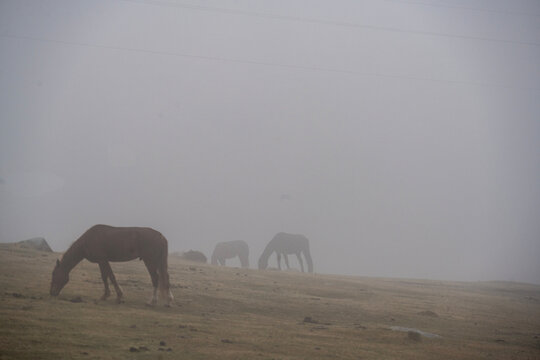 Beautiful horses in spring meadows in the snowy mountains of Kyrgyzstan