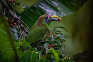Naklejka premium Northern emerald toucanet (Aulacorhynchus prasinus)