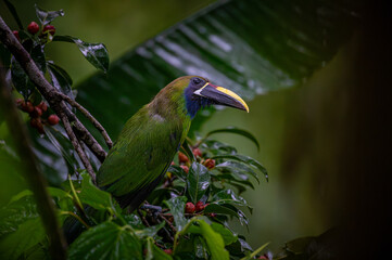 Naklejka premium Northern emerald toucanet (Aulacorhynchus prasinus)
