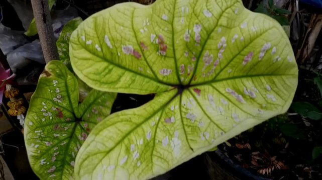 Lush green elephant ear plant leaf with vibrant pink and white patterns growing outdoors in the garden.